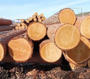 Предлагает к продаже лес - кругляк из России регионов Сибири